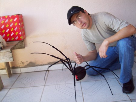 Aranha Viúva Negra - aracnídio